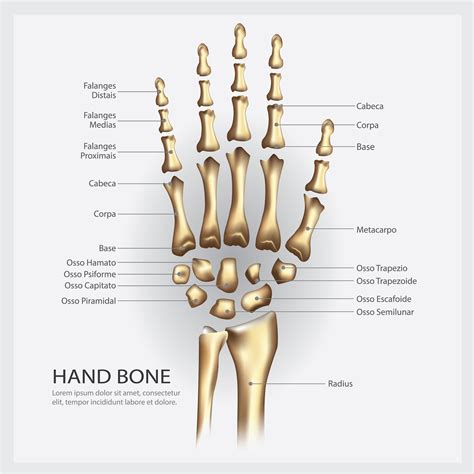 Hand Bone Labeled