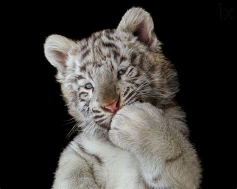 Cute White Tiger Cub, HD Animals, 4k Wallpapers, Images, Backgrounds ...