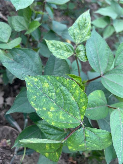 Yellow Spots on Bean Leaves - Reasons and Treatment