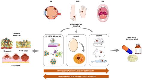 Experimental Models for Rare Melanoma Research—The Niche That Needs to ...