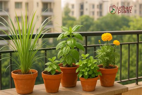 11 Amazing Anti-Mosquito Plants That Actually Work For Indian Balconies