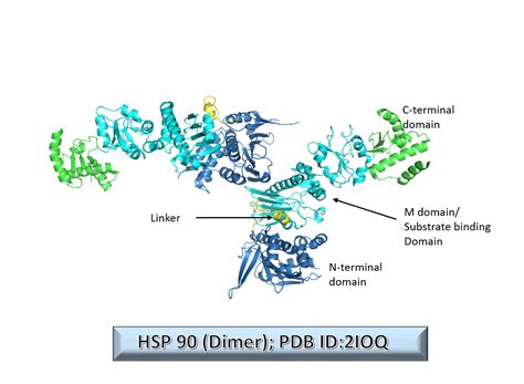HSP database DSH Lab