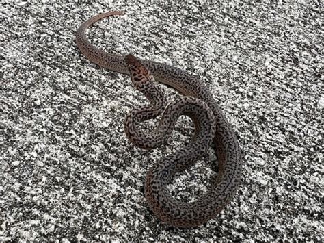 Image result for Granite Spotted Python