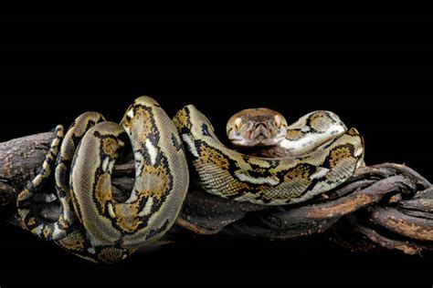 Image result for Green Ball Python