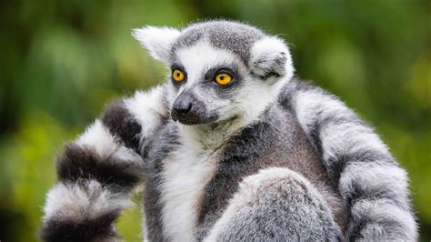 Lemurs of Madagascar | Untamed Travelling