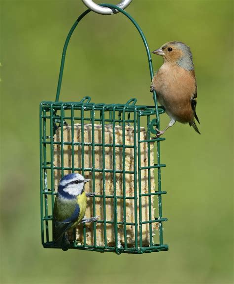 Side Opening Suet Feeders from Living with Birds