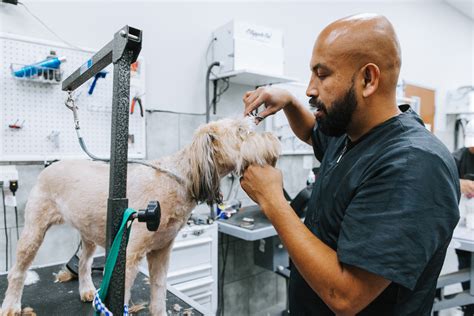 Pet Grooming, Boarding, and Mobile Grooming Services | Pet Bath and Beyond