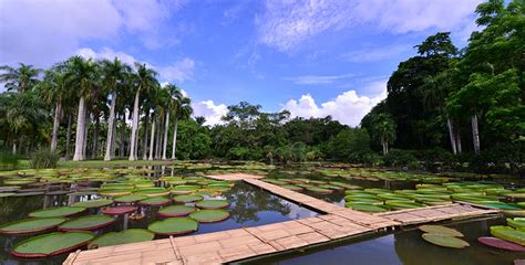 西双版纳植物园旅游景区介绍_西双版纳植物园旅游景区图片_四川成都中国青年旅行社官网