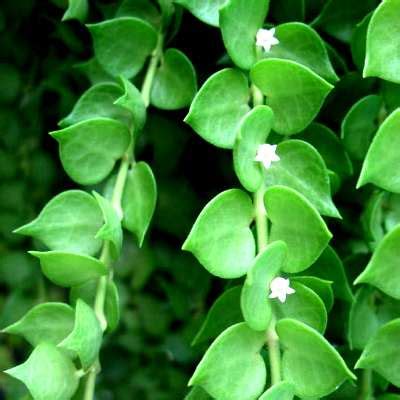 Buy Dischidia Ruscifolia - Million Hearts Plant online at best price