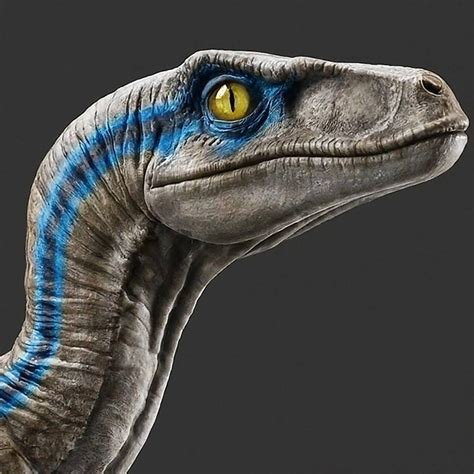 Image result for Turtle Python E