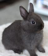 Image result for Real Baby Bunny