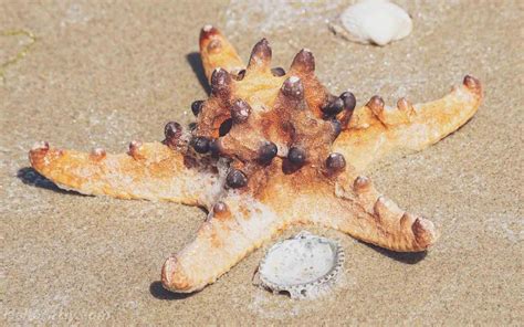 How to Draw a Starfish - HelloArtsy