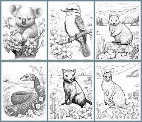 23 Australian Animals Coloring Pages Printable Australian - Etsy