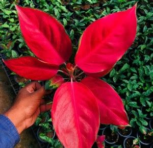 GVVSN Tillandsia Fuchsii Rare Air Plant Price in India - Buy GVVSN ...