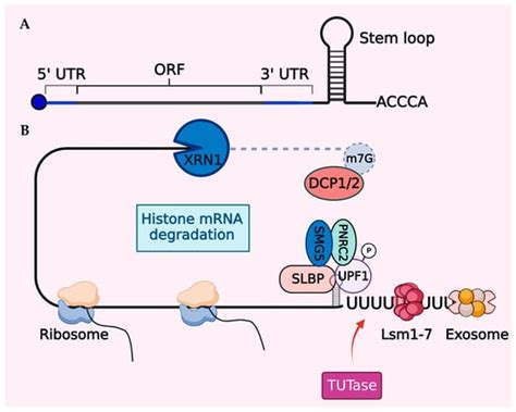 Unraveling Histone Loss in Aging and Senescence