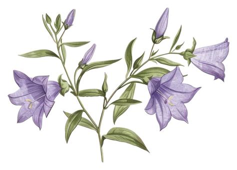 Elegant purple bellflower illustration | Premium AI-generated image