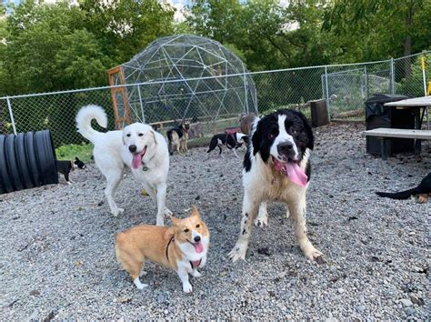 Wags & Woofs Dog Grooming Service at Anna Octoman blog