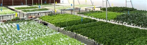 City Greens Advance Hydroponic Nutrients For Different Stages Of Plants ...
