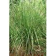 HERBALISM Khus Khus Vetiver Grass Chrysopogon zizanioides 150gm ...