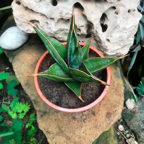 Sansevieria Pinguicula Plant