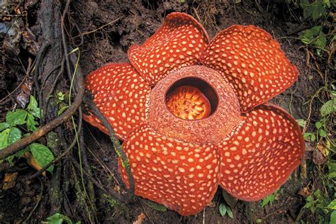 Rafflesia Flower Smell - what is the smell of rafflesia