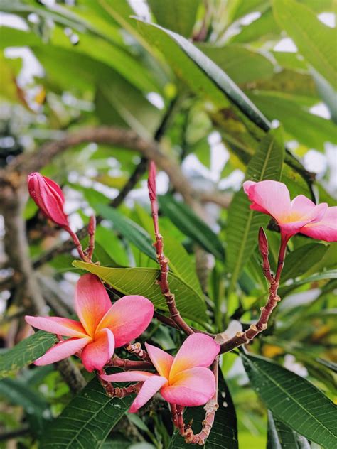 Is Moana Based On A True Story? Let's Find Out! | Wanderers of the World