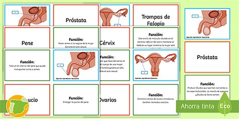 Tarjetas: Partes del aparato reproductor