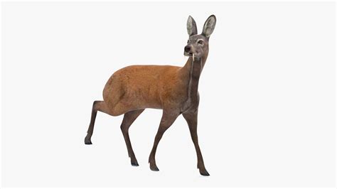 Siberian Musk Deer Rigged for Cinema 4D 3D model | 3D Molier International