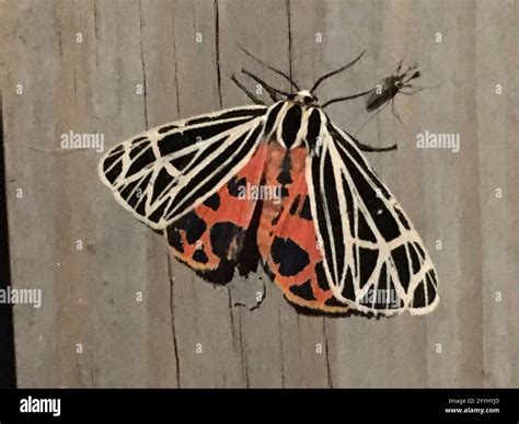 Virgin Tiger Moth (Apantesis virgo Stock Photo - Alamy