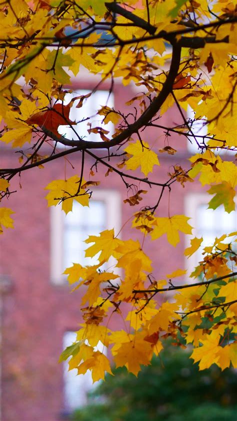 Download wallpaper 800x1420 maple, leaves, branches, macro, autumn ...
