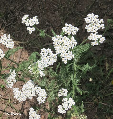 A Wandering Botanist: Plant Story - Yarrow, Achillea millefolium, a plant species complex