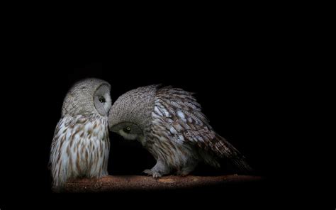 Serene Owls: Captivating HD Wallpaper for Nature Lovers