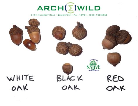 White Black Red Oak Acorn Identification - ArcheWild | Architects of ...