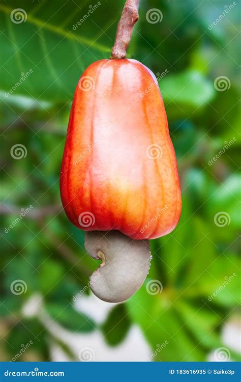 Cashew Fruit with Nut on Tree Stock Image - Image of yellow, caju ...