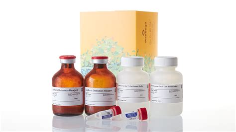 Cell-Based Proteasome-Glo™ Assays
