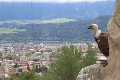 ZooLex Image - Griffon vulture