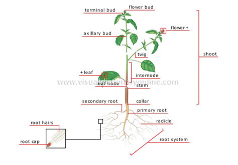 Basic Plant Structure 的图像结果