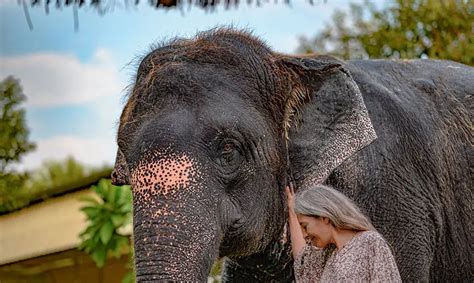 Hathi Gaon Elephant Village Jaipur | Elephant Village and Sanctuary