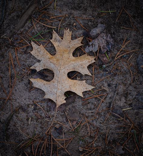 Image result for Exploring On Forest