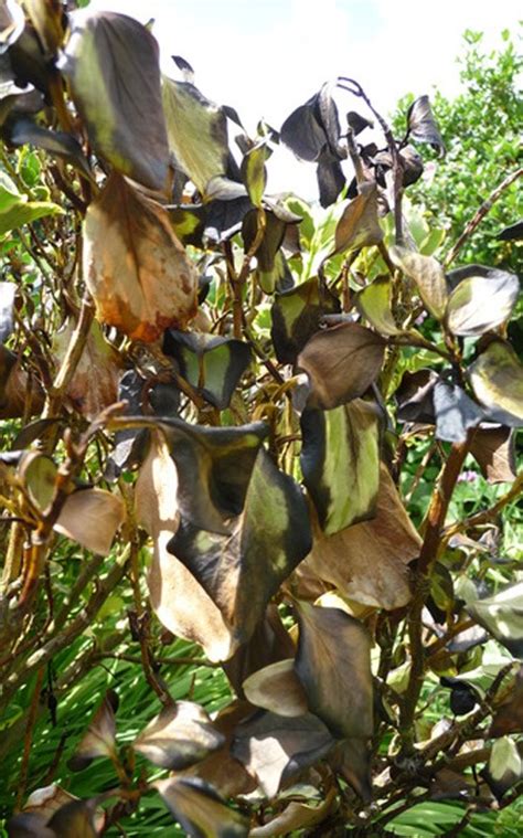 Image result for Plant Root Rot