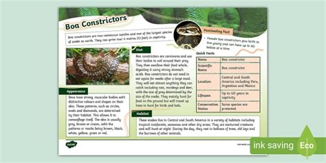 KS2 Boa Constrictor Fact File - Twinkl