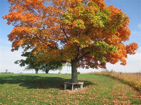 Image result for Autumn Tree Scene