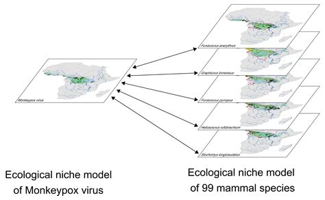 Identifying the Most Probable Mammal Reservoir Hosts for Monkeypox Virus Based on Ecological ...