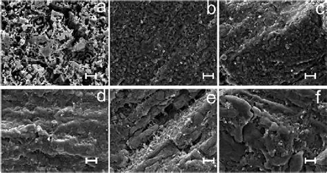 Image result for Scale Bar Magnification
