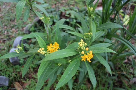 Cody's Plants: Do we have Florida Native Milkweed?
