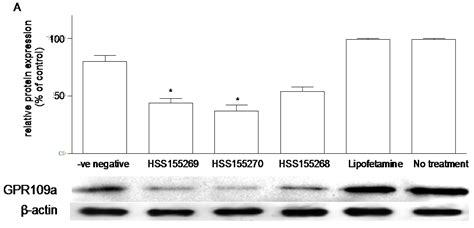Involvement of the Niacin Receptor GPR109a in the LocalControl of ...