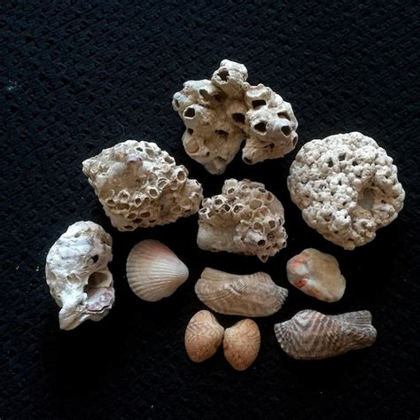 Image result for Sea Shell Fossil