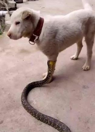 狗狗的腿被一条蛇咬住，却安然无事，走近一看发现它是幸运的狗|狗狗|无毒蛇|眼镜蛇_新浪新闻