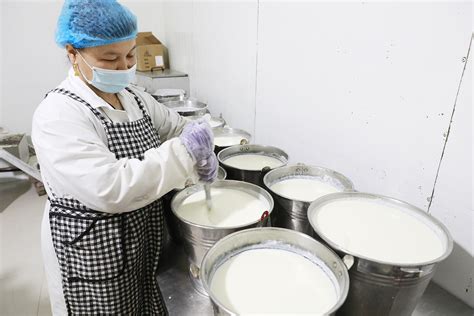 新疆库尔勒：美味酸奶助农增收_中国网