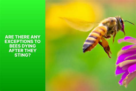 Do Bees Die After They Sting?